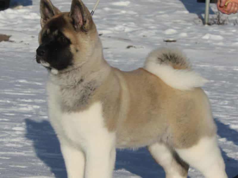 Những điều cần biết về Akita Mỹ