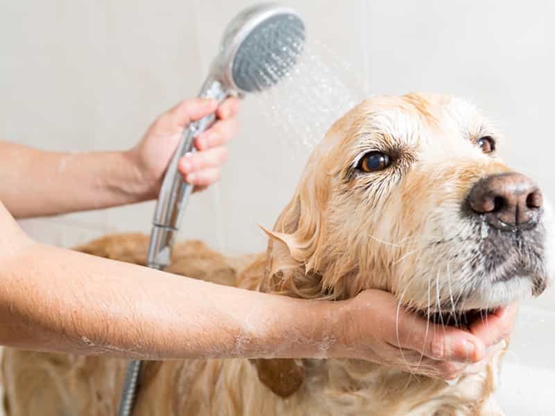 Cách tắm chó chó