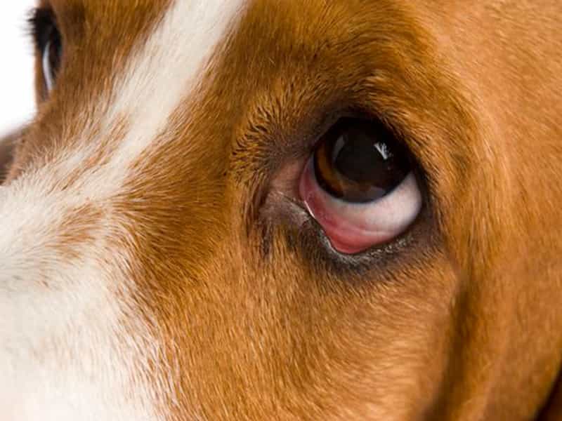 Chó bị đau mắt