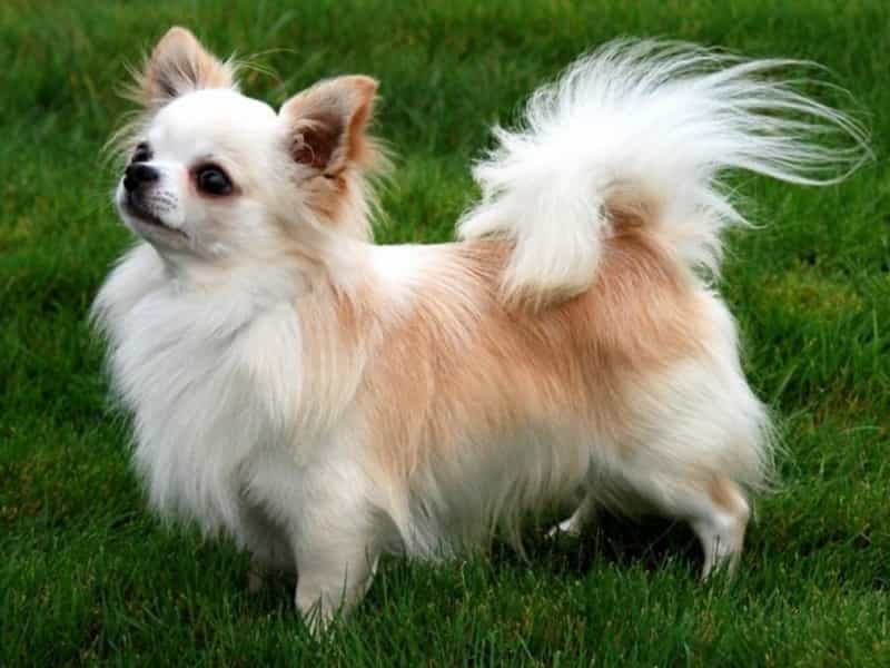 Chó Chihuahua lông dài