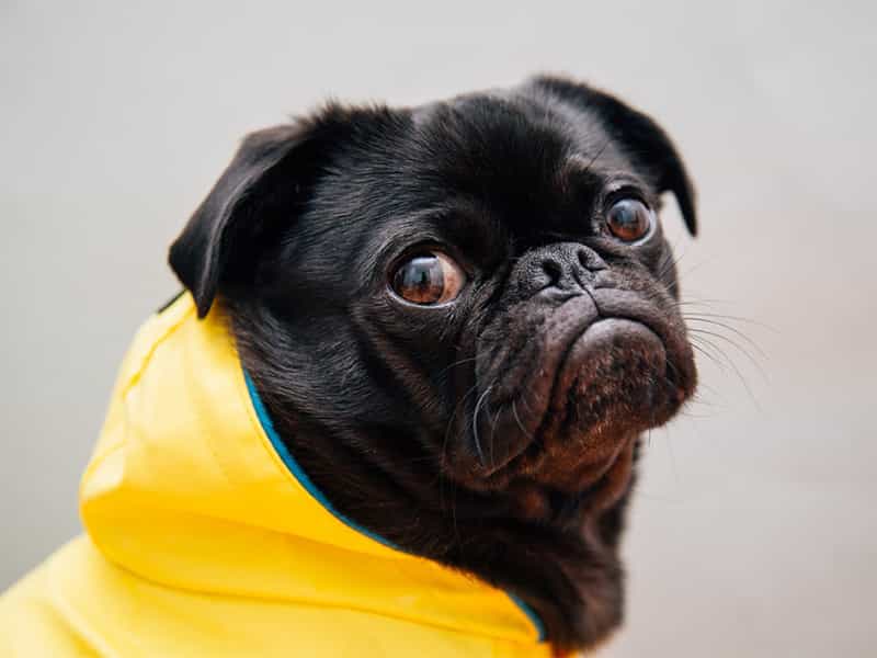 Hình ảnh chó Pug mặt xệ đẹp