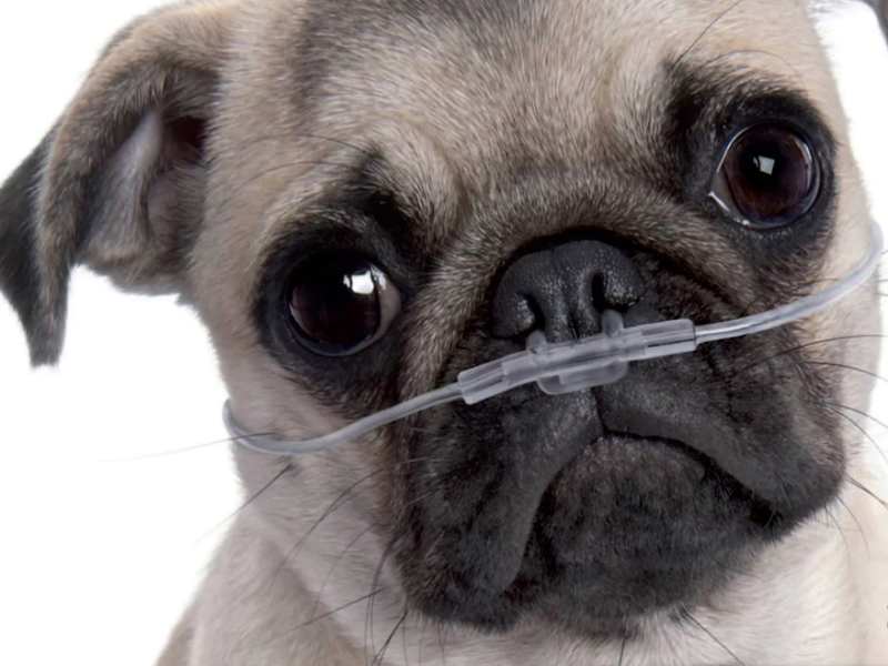 Chó Pug bị khó thở