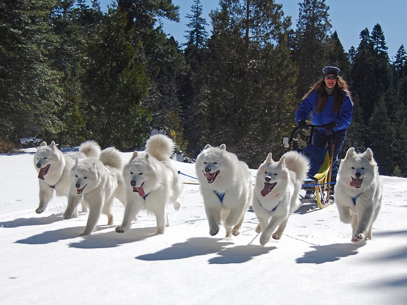 Cuộc sống của Samoyed ở đảo Siberi