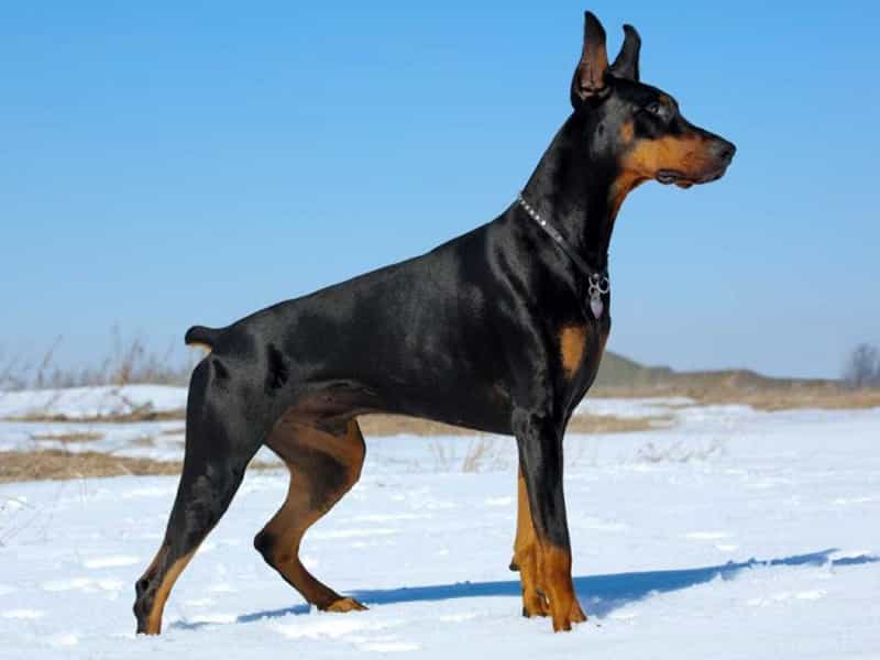 Nhận biết Doberman thuần chủng