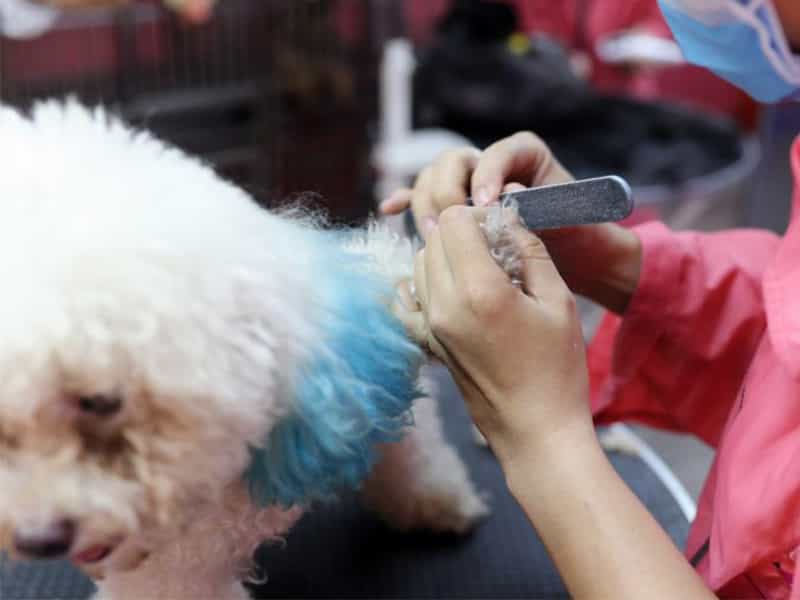 Cách chăm sóc lông cho Poodle