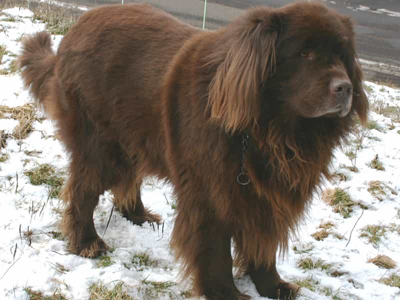 Giống chó cứu hộ Newfoundland