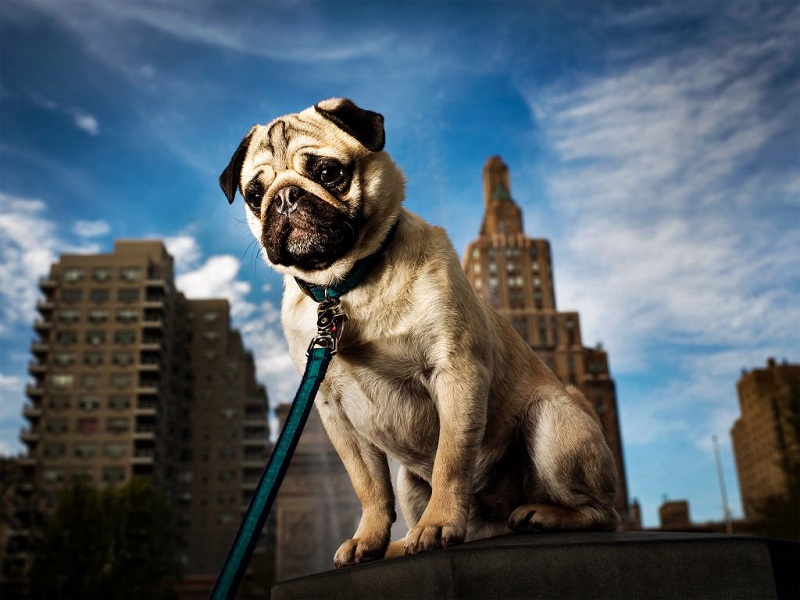 phân biệt Pug và Bulldog