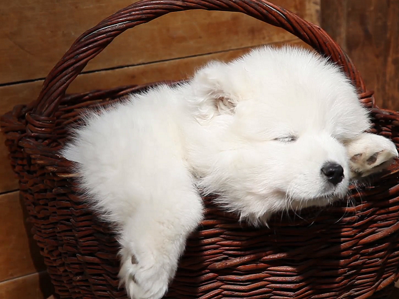 Thông tin về chó Samoyed