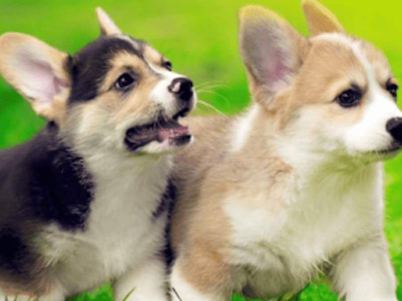 Chó Corgi bị ghẻ ?