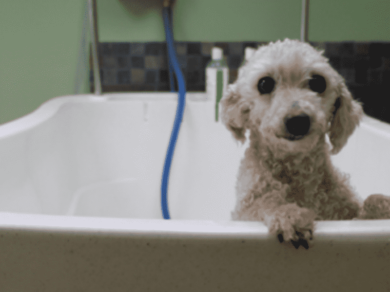 Cách tắm cho chó Poodle