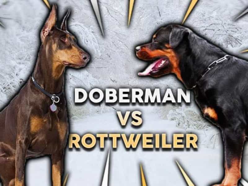 So sánh Doberman và Rottweiler