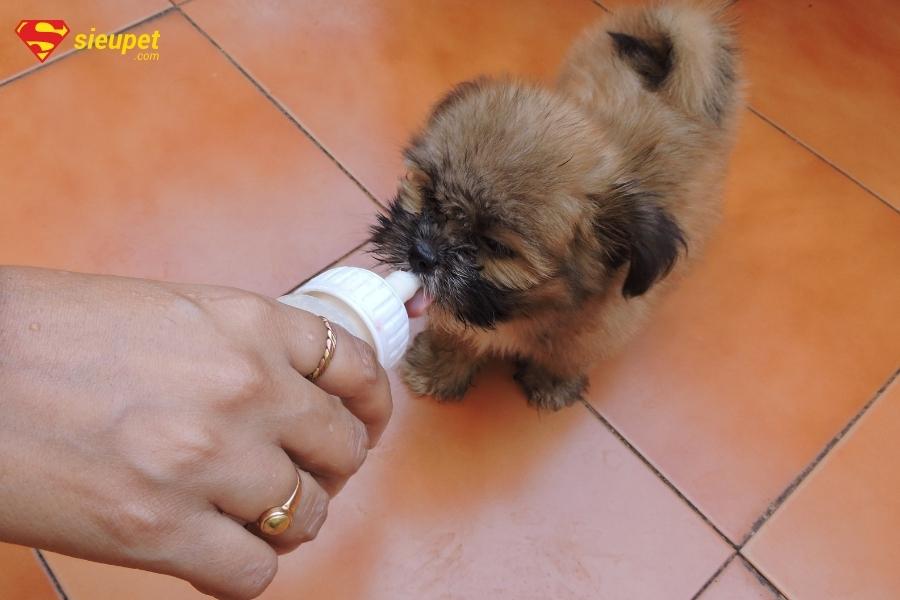 Sữa cho chó con