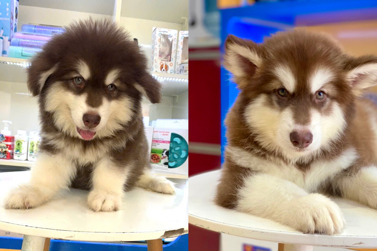 gia-ban-va-yeu-to-anh-huong