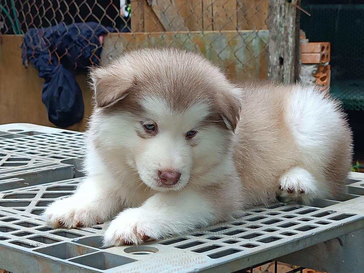 Chó alaska có rẻ không?