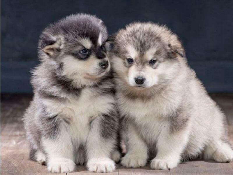 Giá chó alaska con lai bao nhiêu?