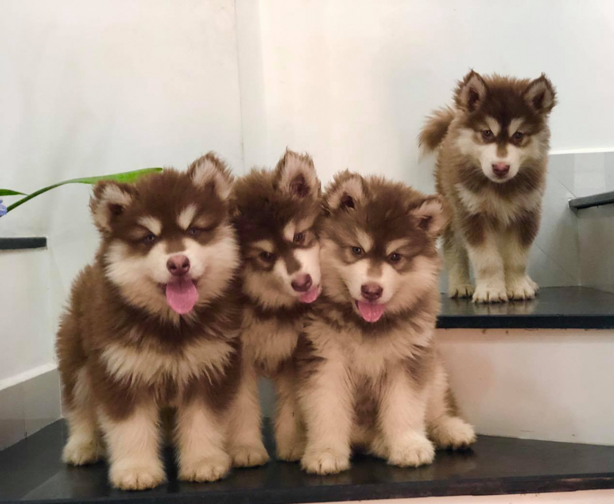 Giá chó con giống alaska