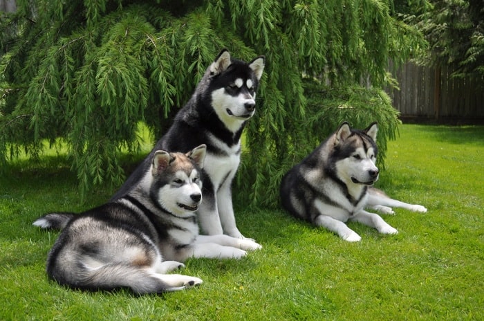 Chó Alaska