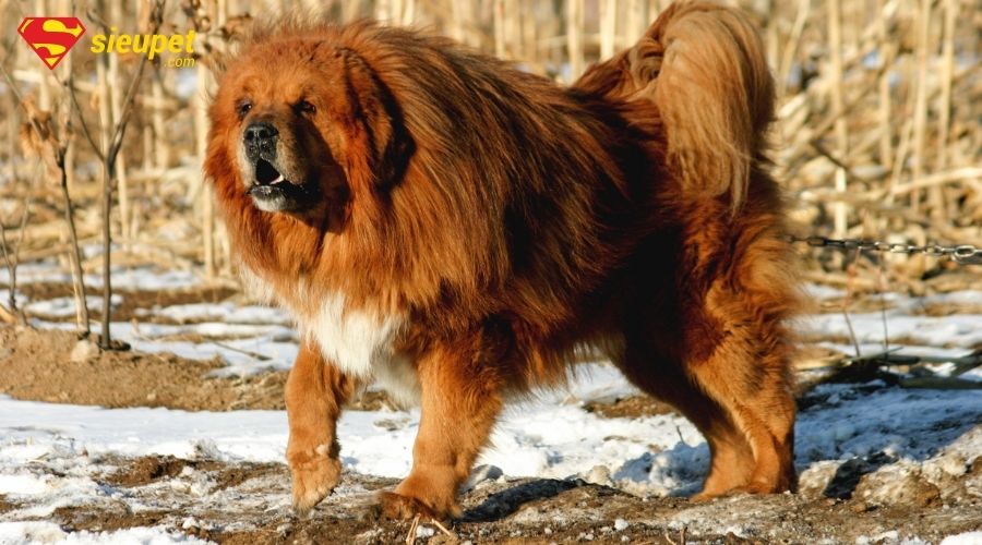 chó ngao tây tạng