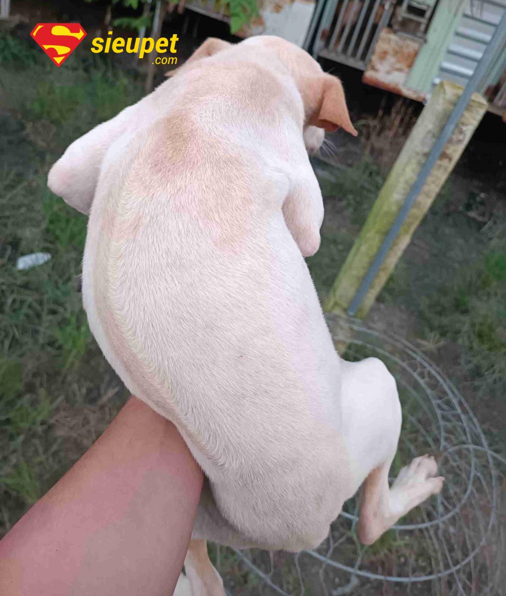 giống chó phú quốc xoáy lưng có ngoại hình săn chắc