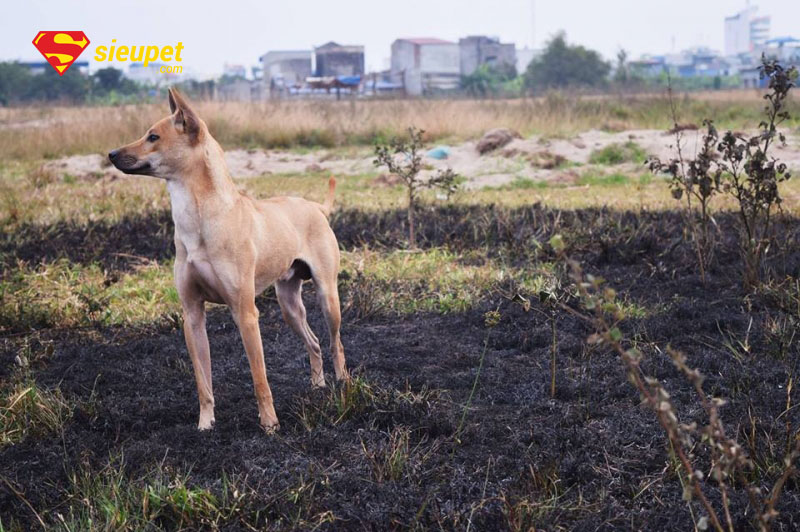 chăm sóc vùng lông xoáy của giống chó phú quốc