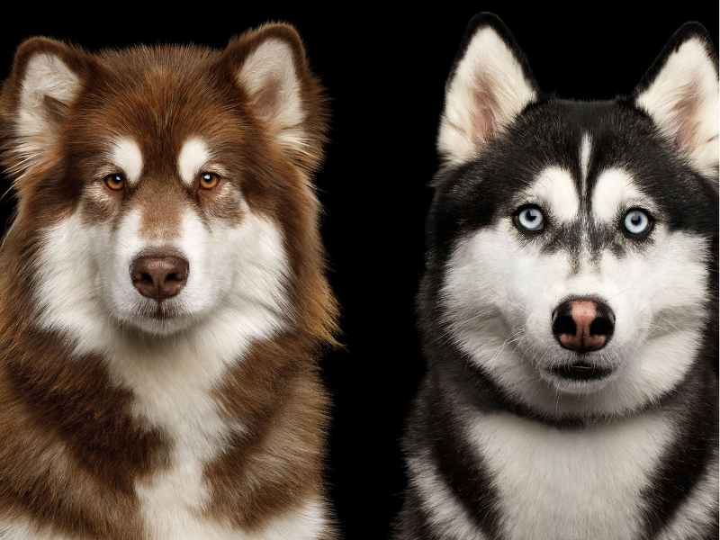 Phân biệt chó Alaska màu nâu đỏ