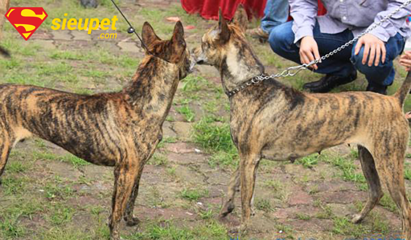 Hình ảnh chó Phú Quốc trong một cuộc thi dogshow