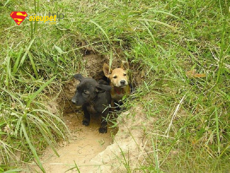 hình ảnh chó phú quốc cổ xưa di chuyển linh hoạt