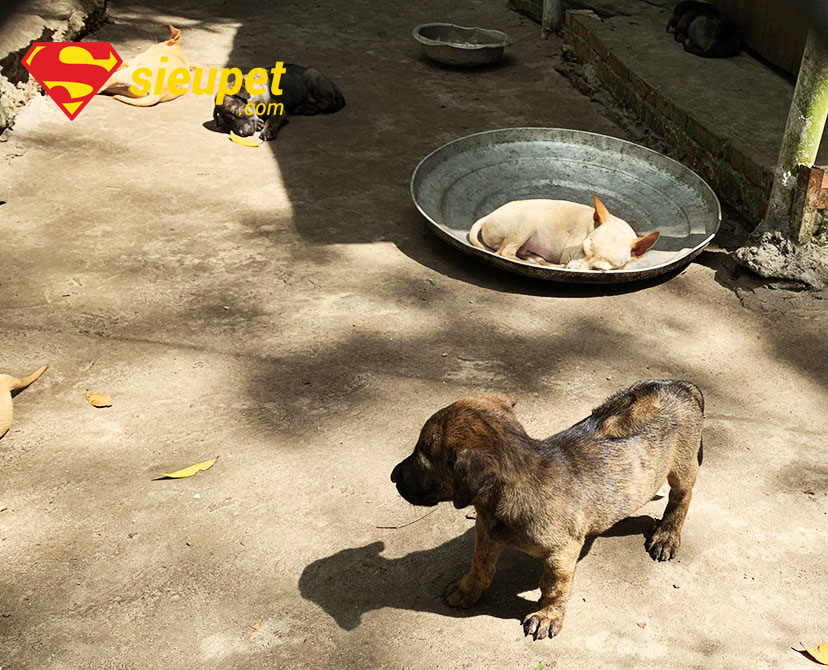 Một chú chó con màu vện cọp độc đáo
