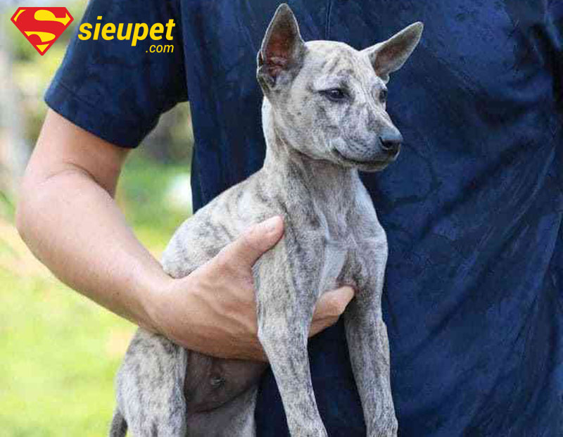 Hình ảnh chó phú quốc con 6 tháng tuổi