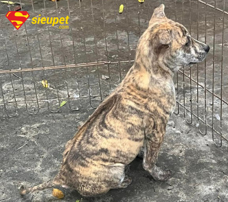 Hình ảnh xoáy lưng chó phú quốc con rõ nét