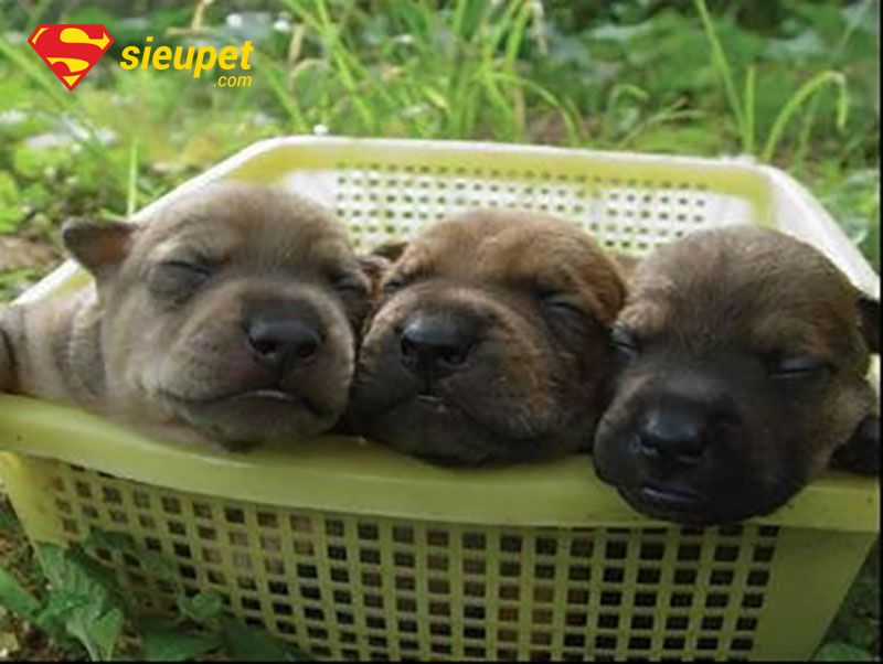 Chó Phú Quốc con mới sinh, mắt còn chưa mở.