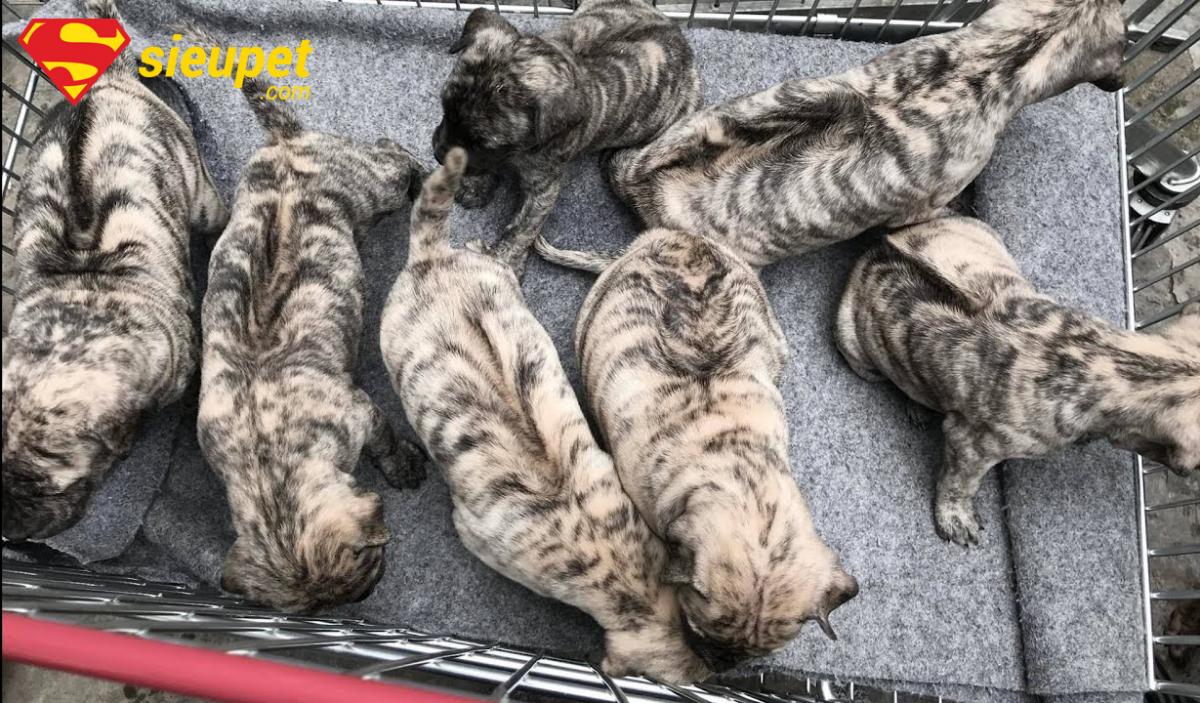 Cận cảnh hình ảnh chó phú quốc con mới sinh