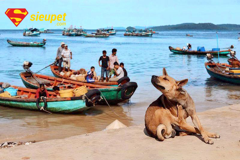 Hình ảnh chó Phú Quốc thuần chủng trên bờ biển