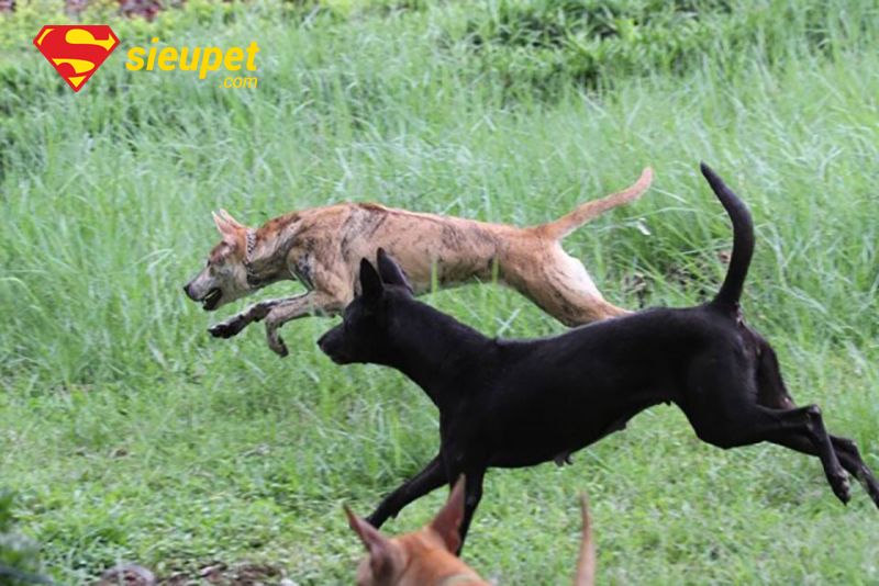 Chó Phú Quốc thuần chủng chạy nhanh