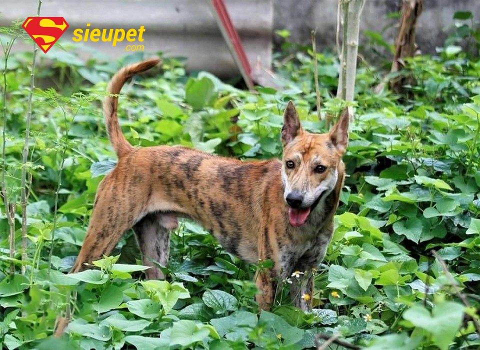 Chó Phú Quốc thuần chủng trong vườn nhà