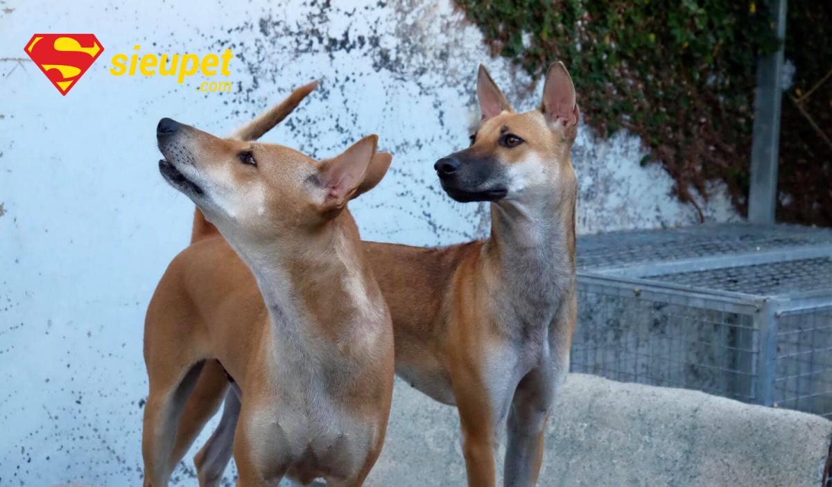 Chó Phú Quốc thuần chủng màu socola