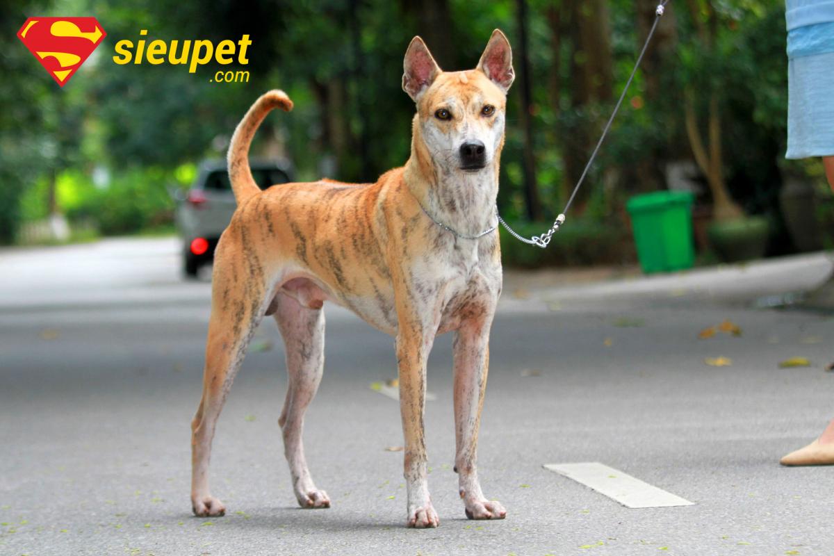 Vẻ mặt thông minh của chó Phú Quốc thuần chủng