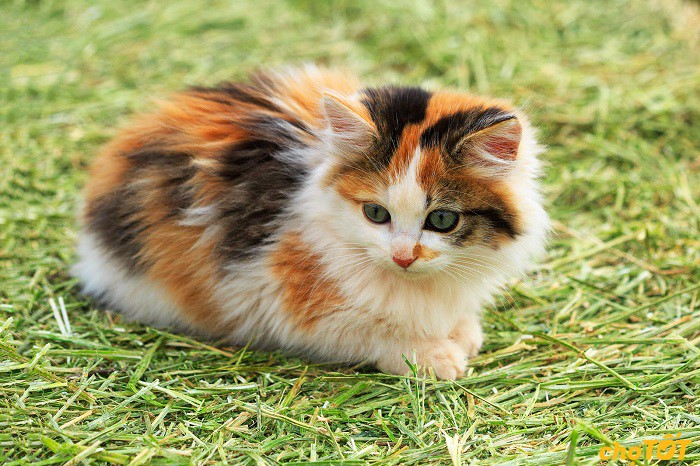 Top 101 hình ảnh mèo tam thể đẹp nhất