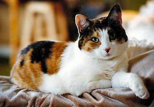 Mèo tam thể Nguồn gốc đặc điểm lai phối màu sắc và giá bao nhiêu 