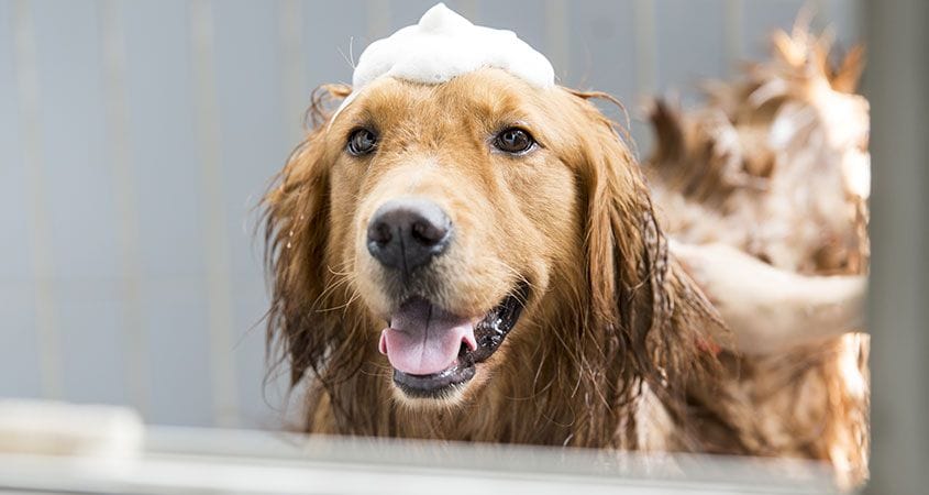 Tắm cho chó Golden thường xuyên