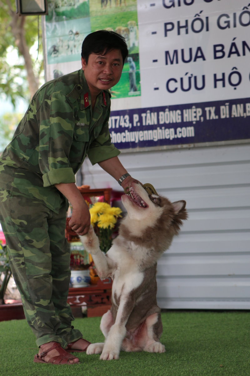 Huấn luyện chó Alaska