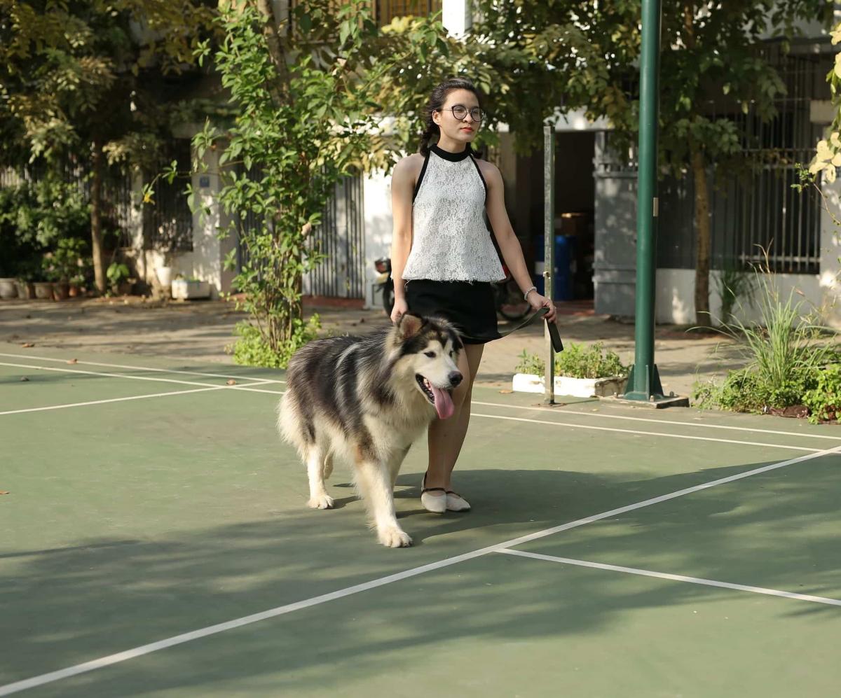 Chó alaska huấn luyện như thế nào?