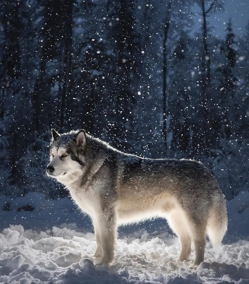 Huấn luyện chó alaska