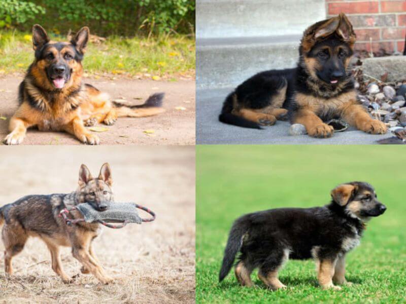 Huấn luyện chó Becgie