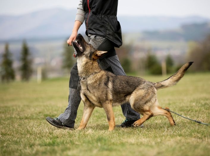 Huấn luyện chó Becgie Đức