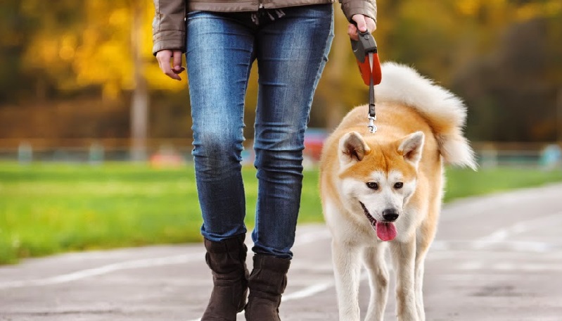 Huấn luyện chó Alaska