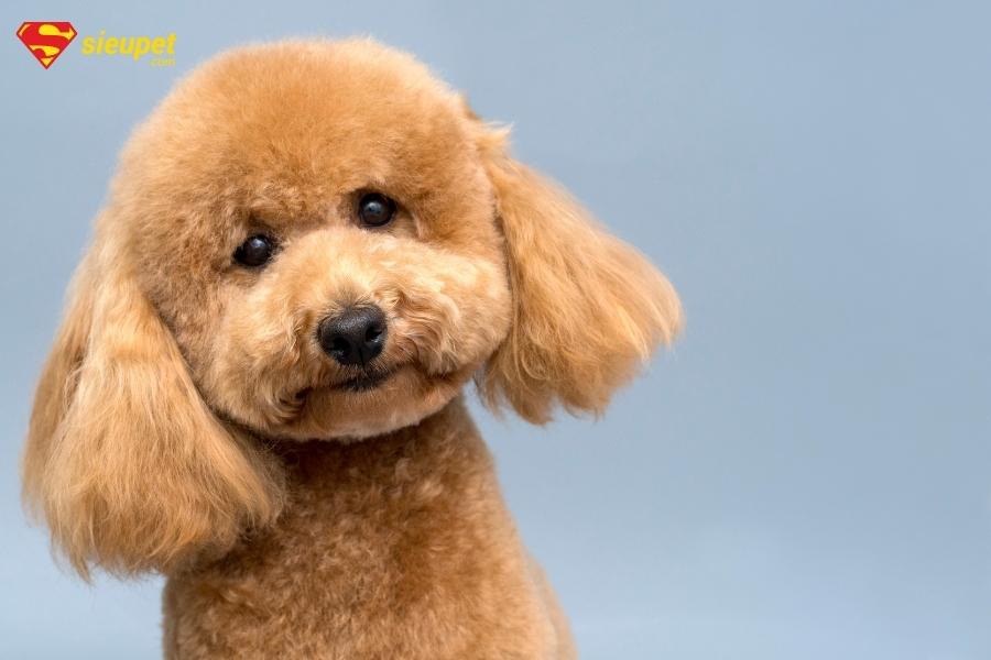 Cách huấn luyện chó poodle