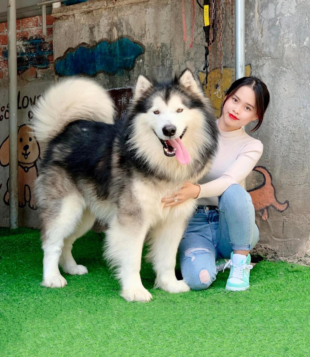 Chó alaska đẹp
