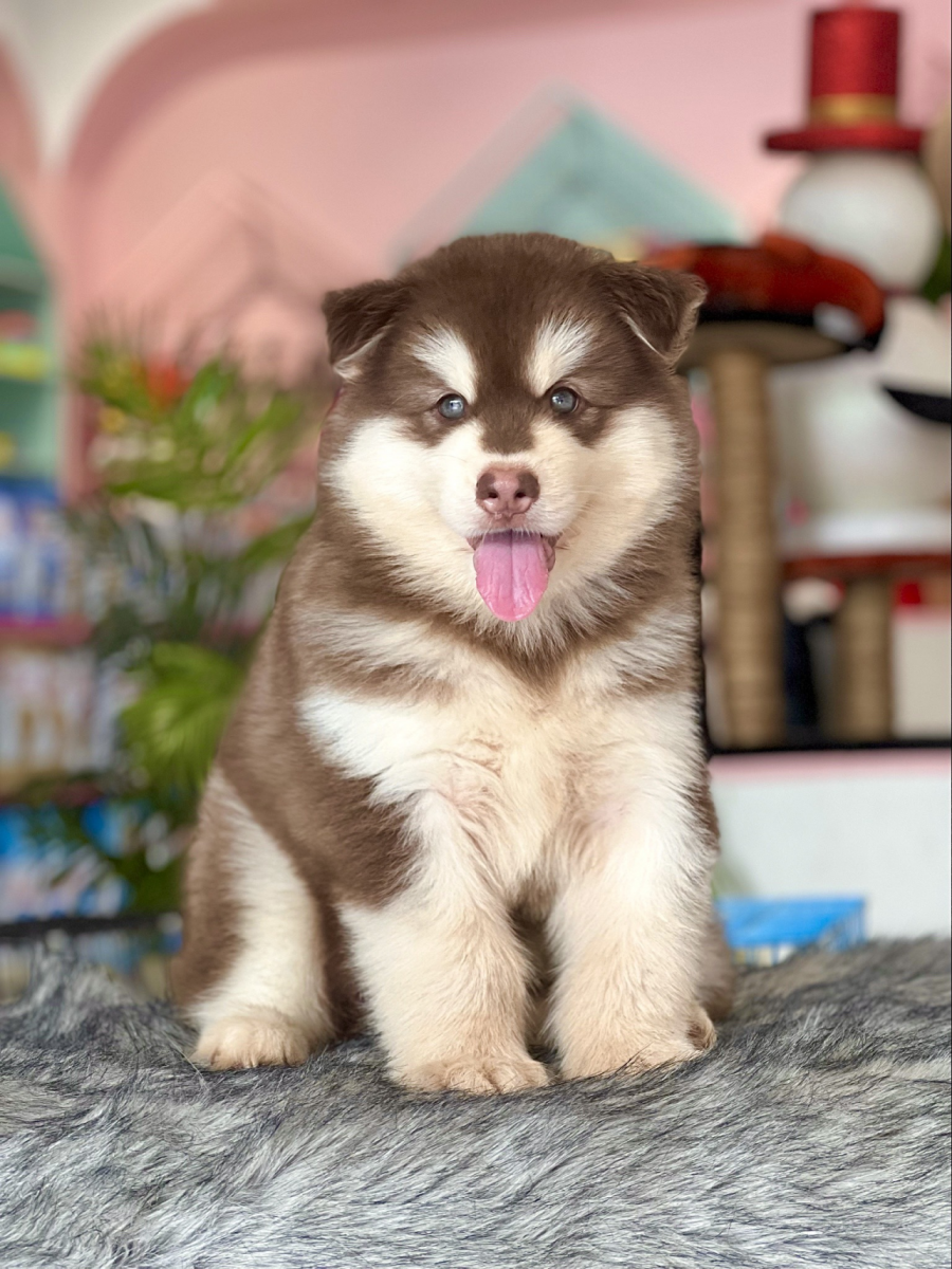 Chó cảnh alaska tại Hà Nội