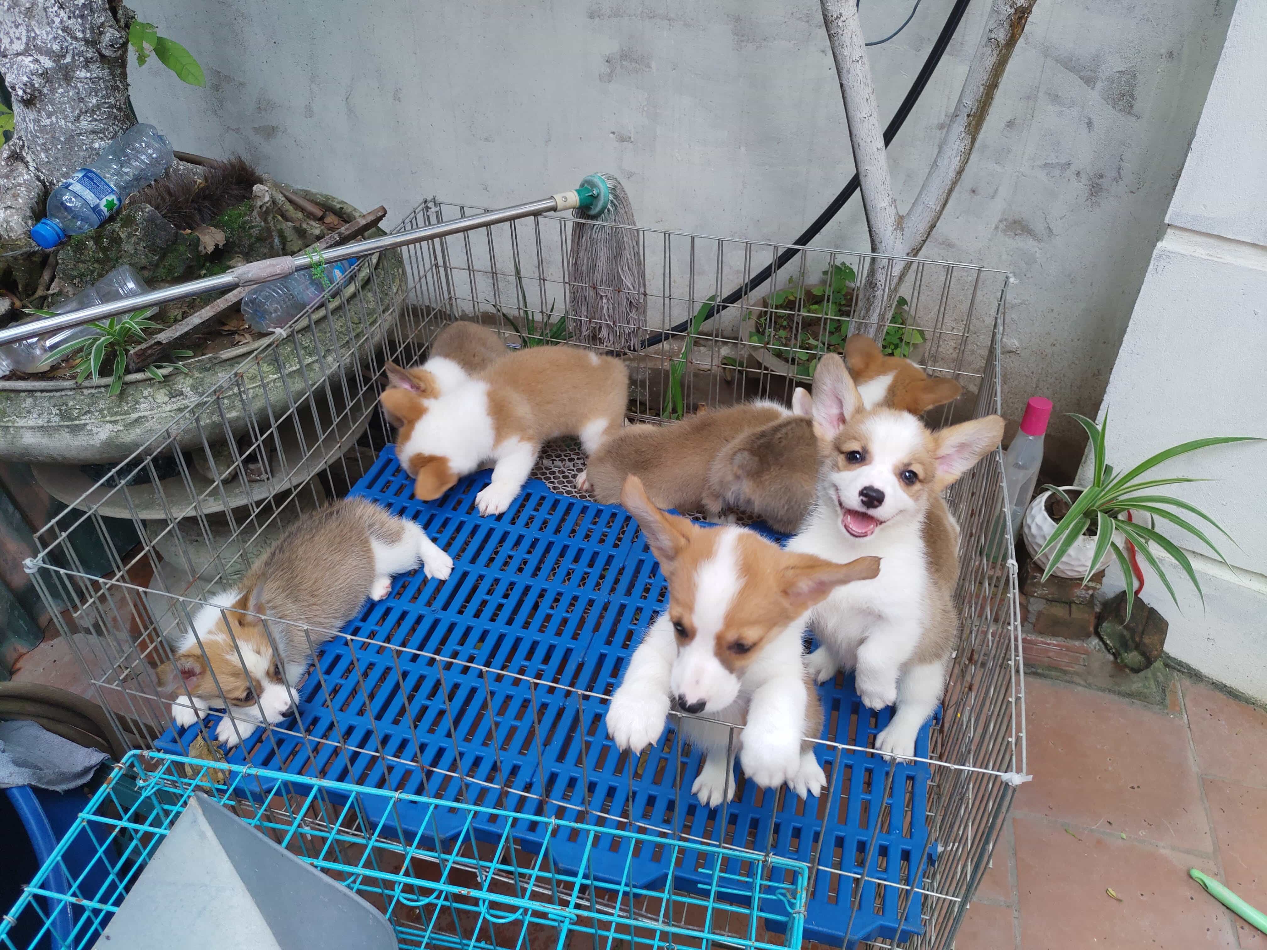 Đàn Corgi 2 Tháng Siêu Đẹp